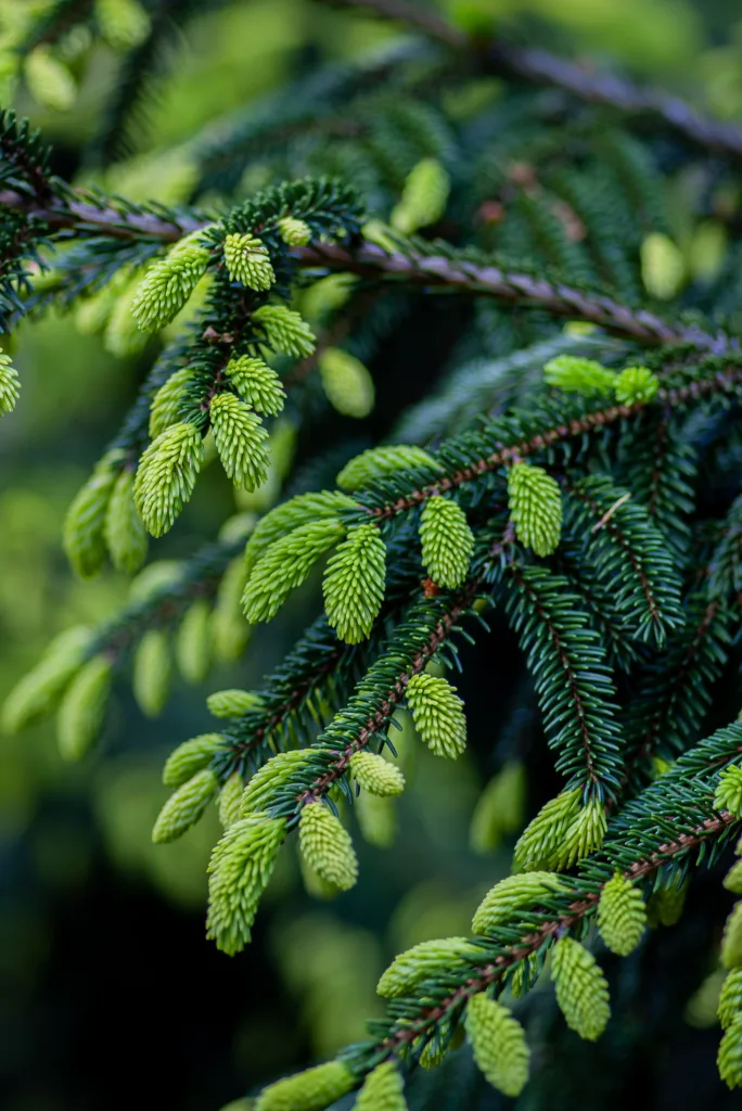 young spruce tips with vibrant green color in spring.
